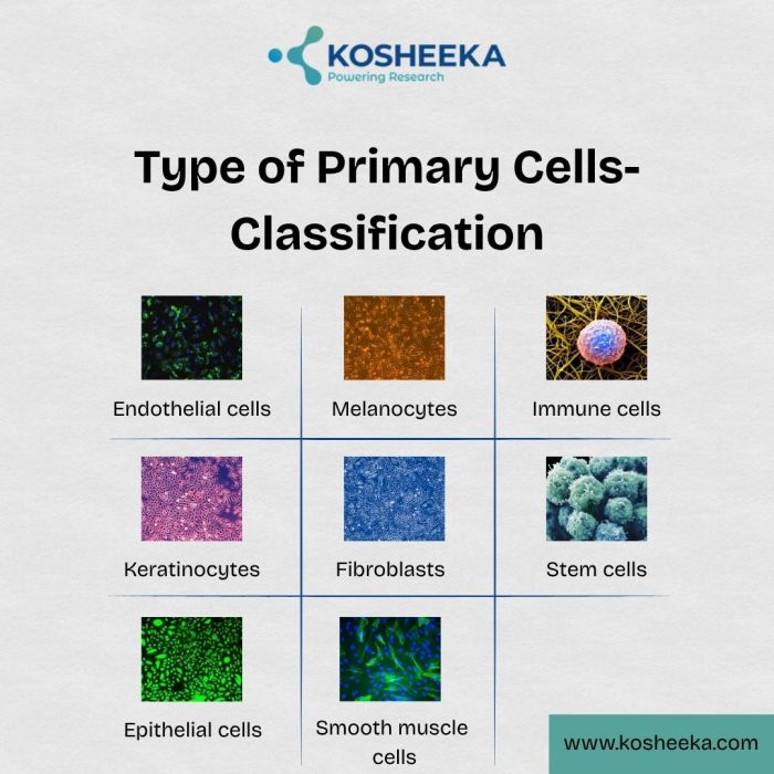 Type of Primary Cells- Classification