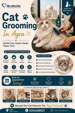 Cat Grooming In Agra