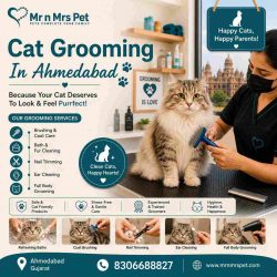 Cat Grooming In Ahmedabad