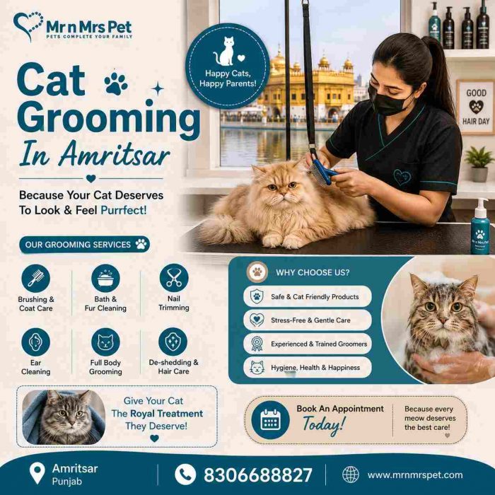 Cat Grooming In Amritsar