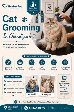Cat Grooming In Chandigarh