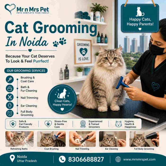 Cat Grooming In Noida
