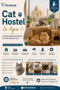 Cat Hostel In Agra