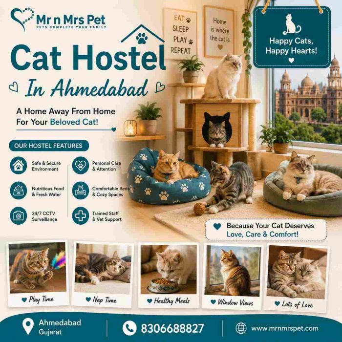 Cat Hostel In Ahmedabad