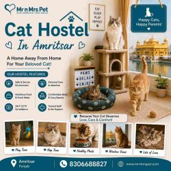 Cat Hostel In Amritsar