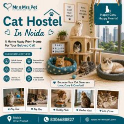 Cat Hostel In Noida