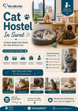 Cat Hostel In Surat
