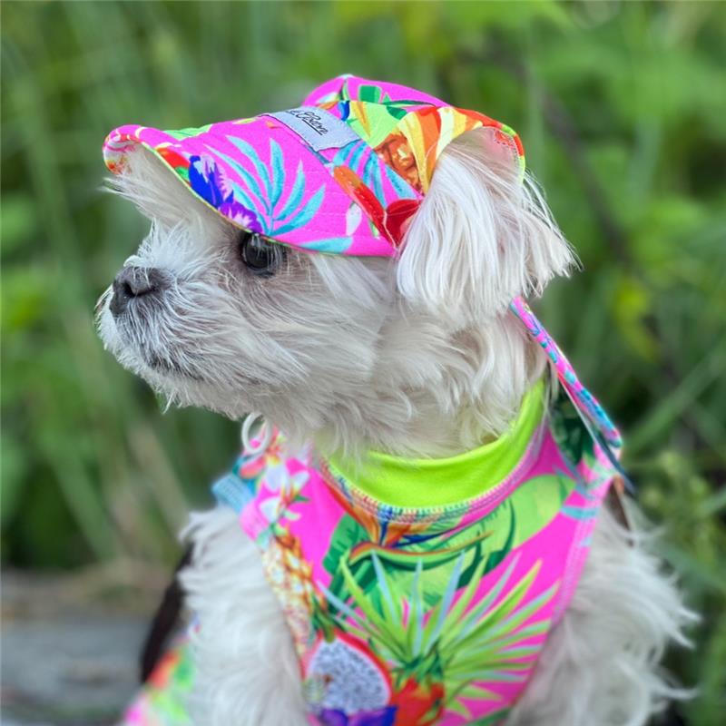 The Secret to a Happier, More Comfortable Pup
