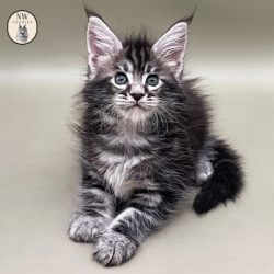 polydactyl maine coon for sale at NW Coonies