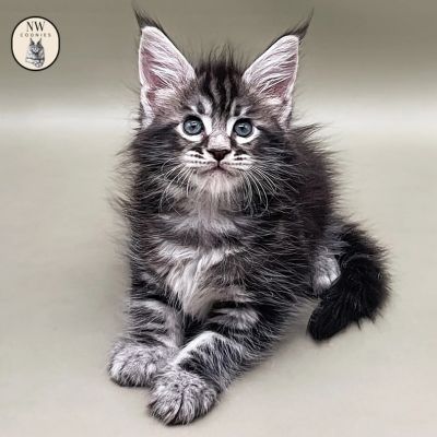 polydactyl maine coon for sale at NW Coonies