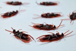 Trusted Termite Control in Arlington for Complete Property Protection