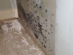 Mold Prevention After Water Damage | AquaVantage Restore