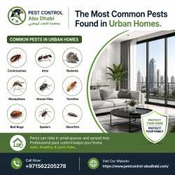 The Most Common Pests Found in Urban Homes