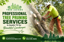Transform Your Property with Expert Tree Pruning in Austin TX