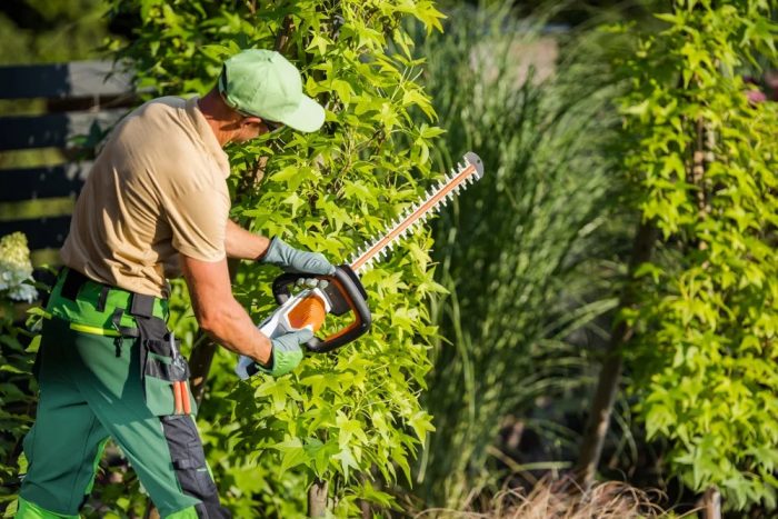 Trees By Frank – Trusted Tree Removal Experts