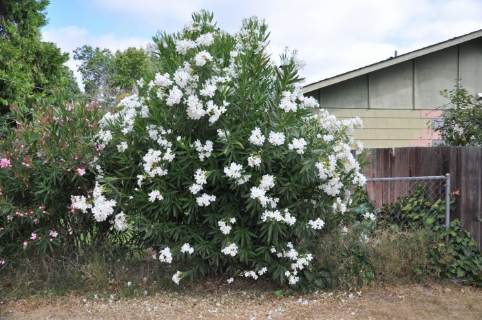 A White Oleander Tree That Adds Color Long After Blooming Season