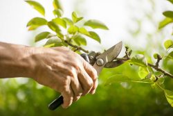 Tree Pruning Canberra