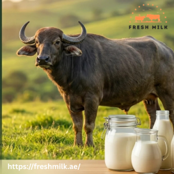 Is Buffalo Milk Good for You? Health Benefits & Nutritional Profile