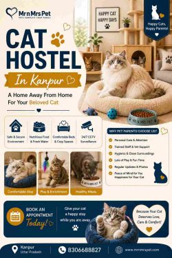 Cat Hostel In Kanpur