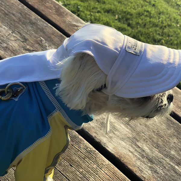 Buy a UPF50+ Cooling Dog Hat for Safe Summer Adventures
