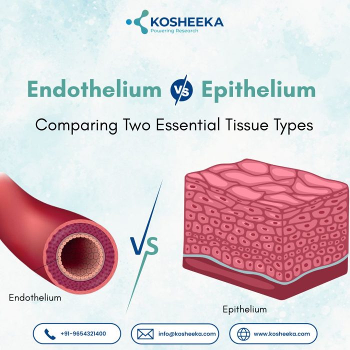 Endothelium vs Epithelium: Comparing Two Essential Tissue Types