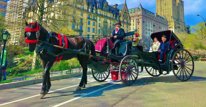 Horse and Carriage Rides in NYC