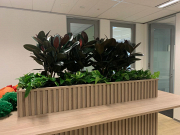 Plant Hire Clayton – Indoor Plants for Offices & Events