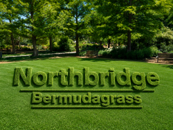 Northbridge Bermudagrass for Strong, Beautiful Lawns | Star Turf Farms
