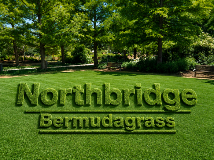 Northbridge Bermudagrass for Strong, Beautiful Lawns | Star Turf Farms