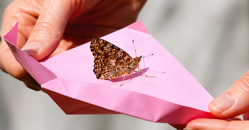 Order Butterflies Online for Weddings, Funerals, and Events Today