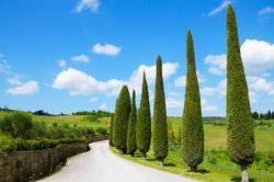 Shop Premium Cupressus Italian Cypress Trees for Timeless Landscapes