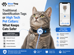 Traditional Identification Tags or High Tech Pet Collars: What Keeps Cats Safer