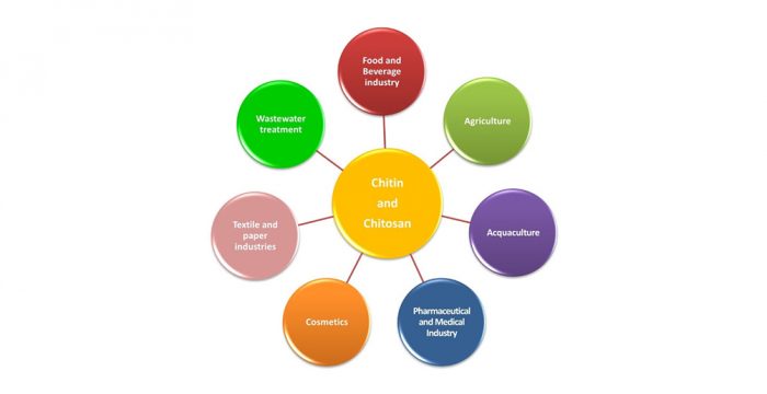 Take Your Material Innovation to the Next Level with Chitosan