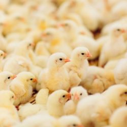 Amylase Feed Enzyme