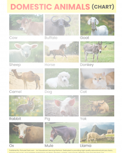 domestic animals chart