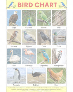 bird chart with pictures