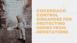 Cockroach Control Singapore for Protecting Homes from Infestations