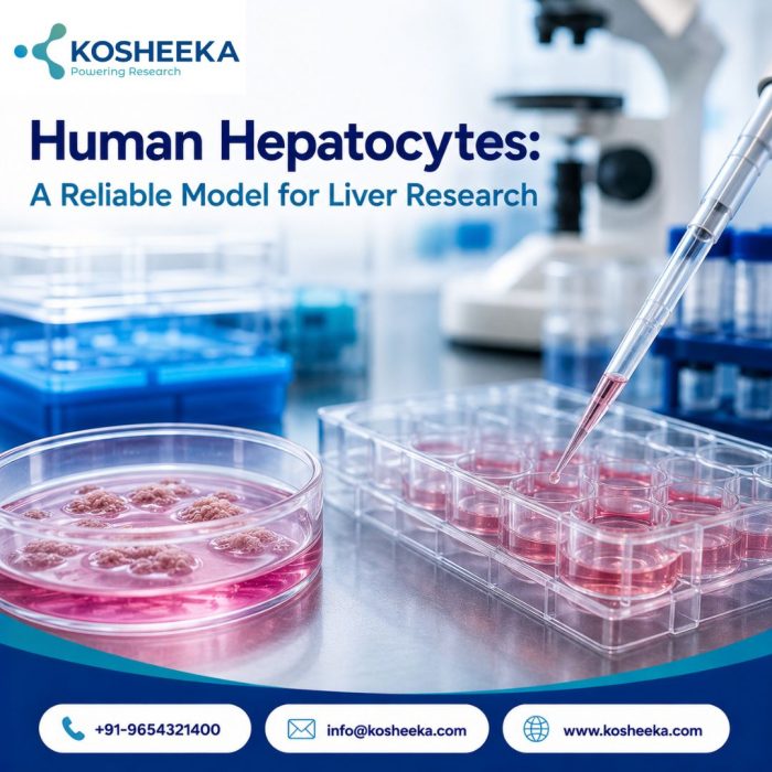 Human Hepatocytes: A Reliable Model for Liver Research
