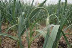 Planting Garlic Ohio: A Complete Guide for Healthy Organic Harvests