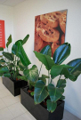 Office Plant Hire Melbourne – Professional Indoor Plant Solutions