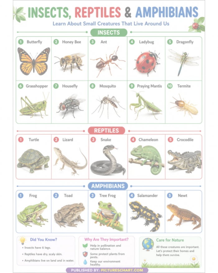Insects, Reptiles & Amphibians Chart