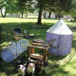 Dog Daycare Ontario