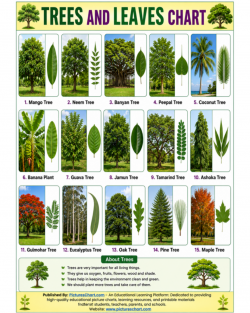 Trees and Leaves Chart