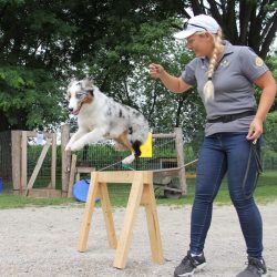 Dog training near me