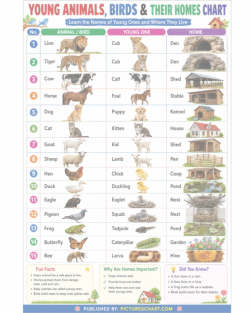 Young Animals, Birds & Their Homes Chart