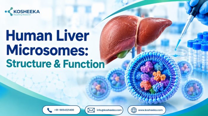 Human Liver Microsomes: Structure & Function