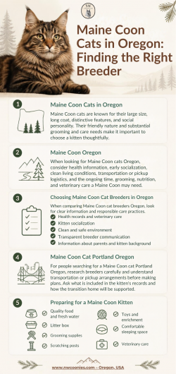 Maine Coon Cats Oregon | Breeders & Portland Guide