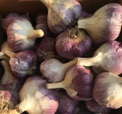 Red Russian Garlic: A Flavorful Heirloom for Gardeners