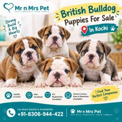 British bulldog Puppies For Sale In Kochi