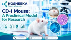 CD-1 Mouse: A Preclinical Model for Research